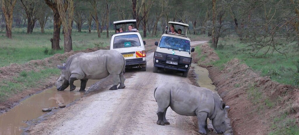 game drives with cross wild safaris