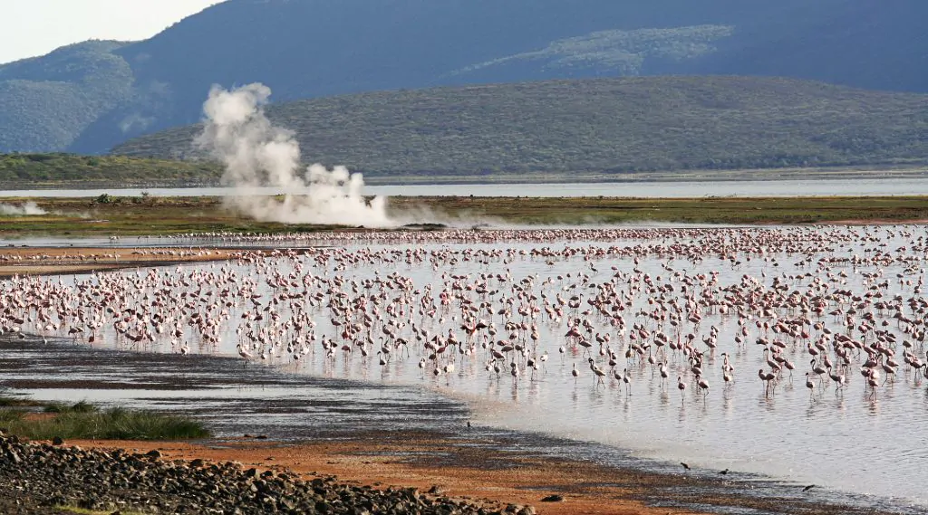 Steaming hot springs and flamingos at Lake Bogoria National Park, Kenya