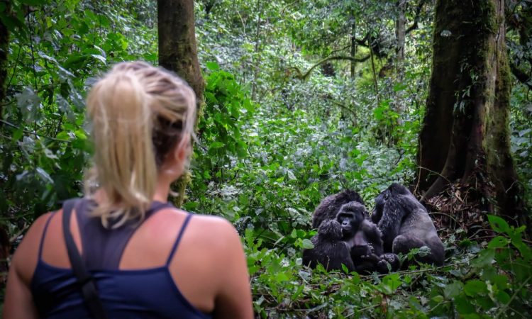 Mountain gorilla trekking in Bwindi Impenetrable National Park, Uganda with cross wild safaris