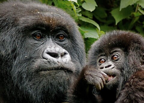 Gorilla Trekking flying safari in Uganda with cross wild safaris in Kenya at Bwindi