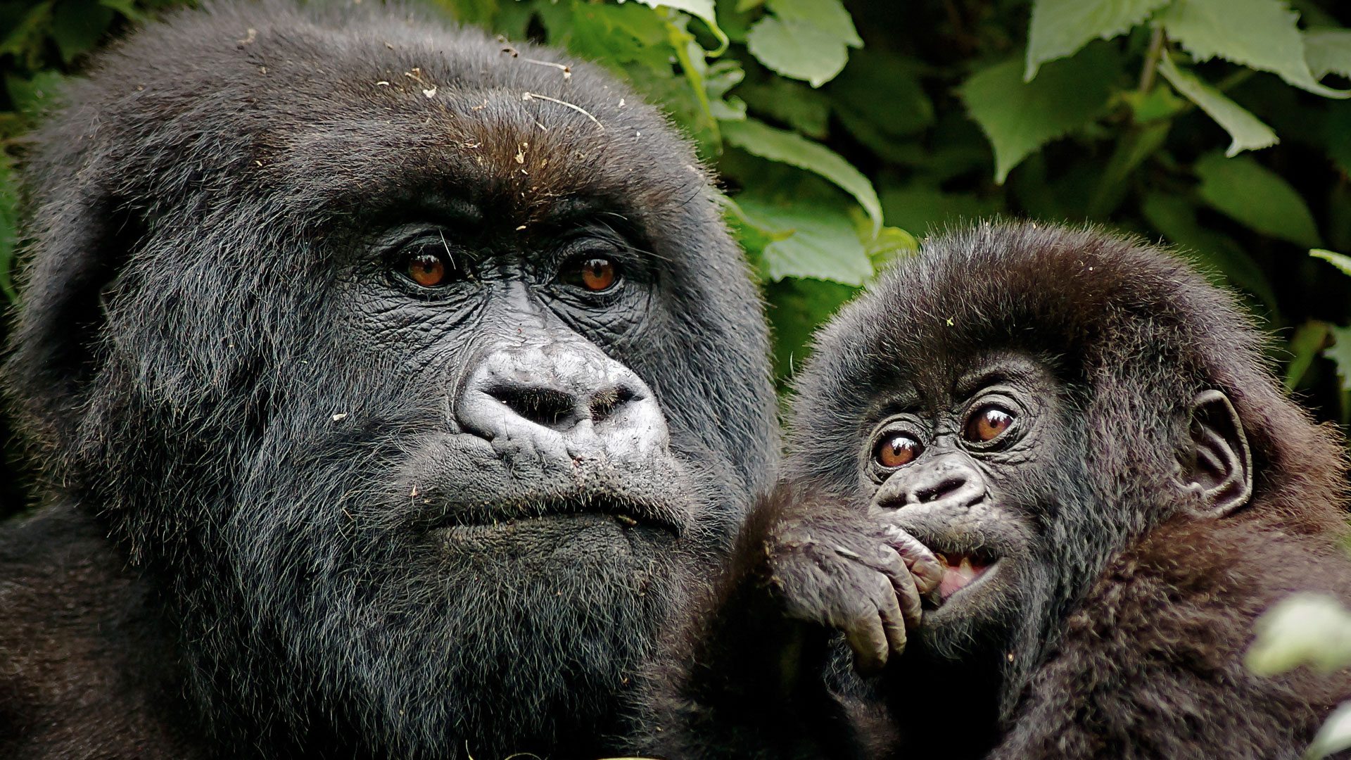 Gorilla Trekking flying safari in Uganda with cross wild safaris in Kenya at Bwindi