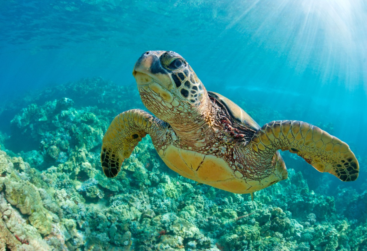 Underwater photographer capturing colorful coral reefs in Watamu Marine National Park, Kenya