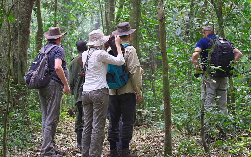 Guided forest walk in Kibale National Park, Uganda