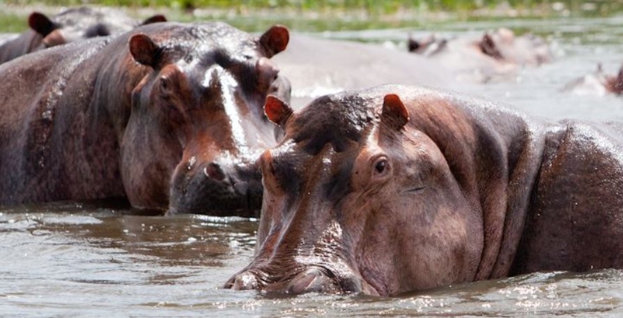 Hippos lounging in the Nile River near Murchison Falls
