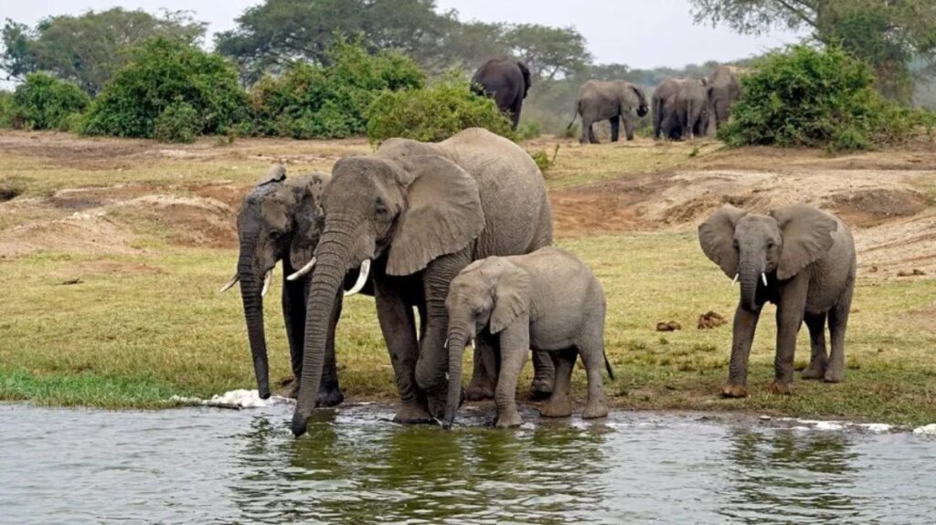 Elephants drinking at Tarangire River during a dry season safari.