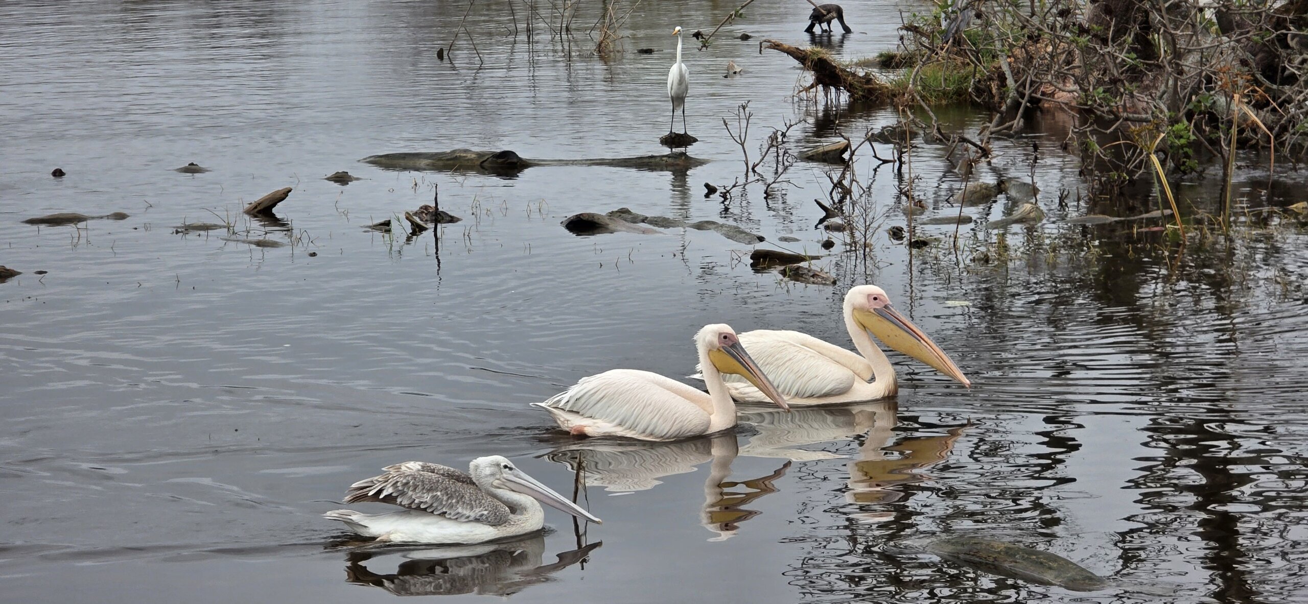 KENYA SAFARI WITH CROSS WILD SAFARIS AT LAKE NAIVASHA