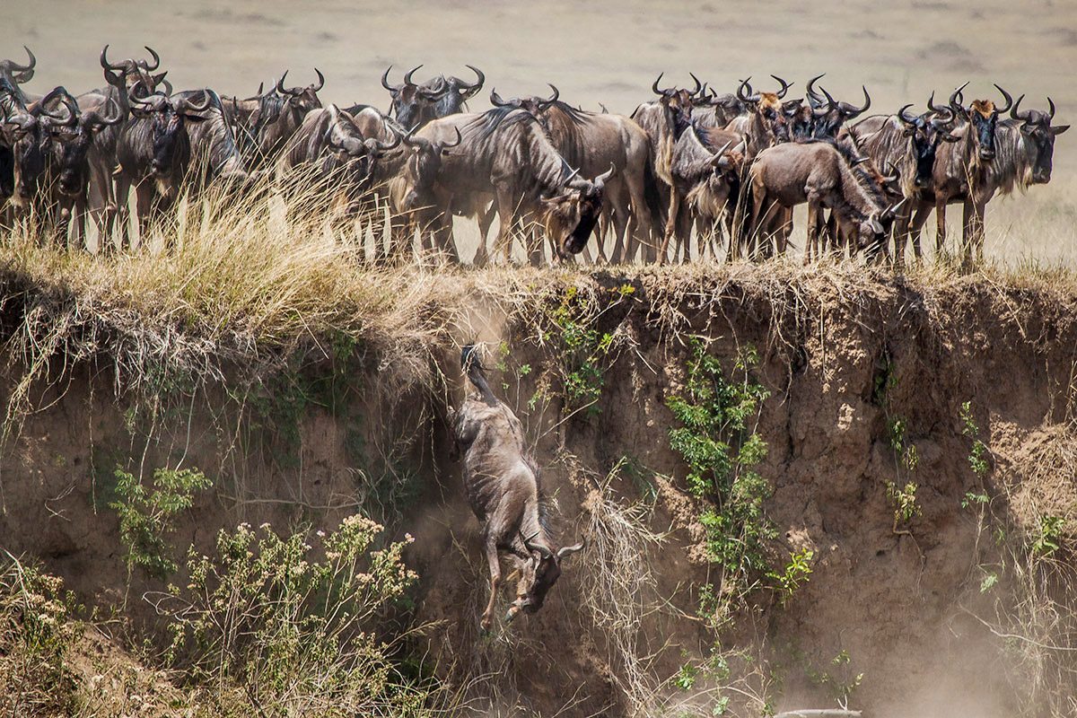 Herd of wildebeest crossing the Mara River during the Great Migration in Mara North Conservancy.