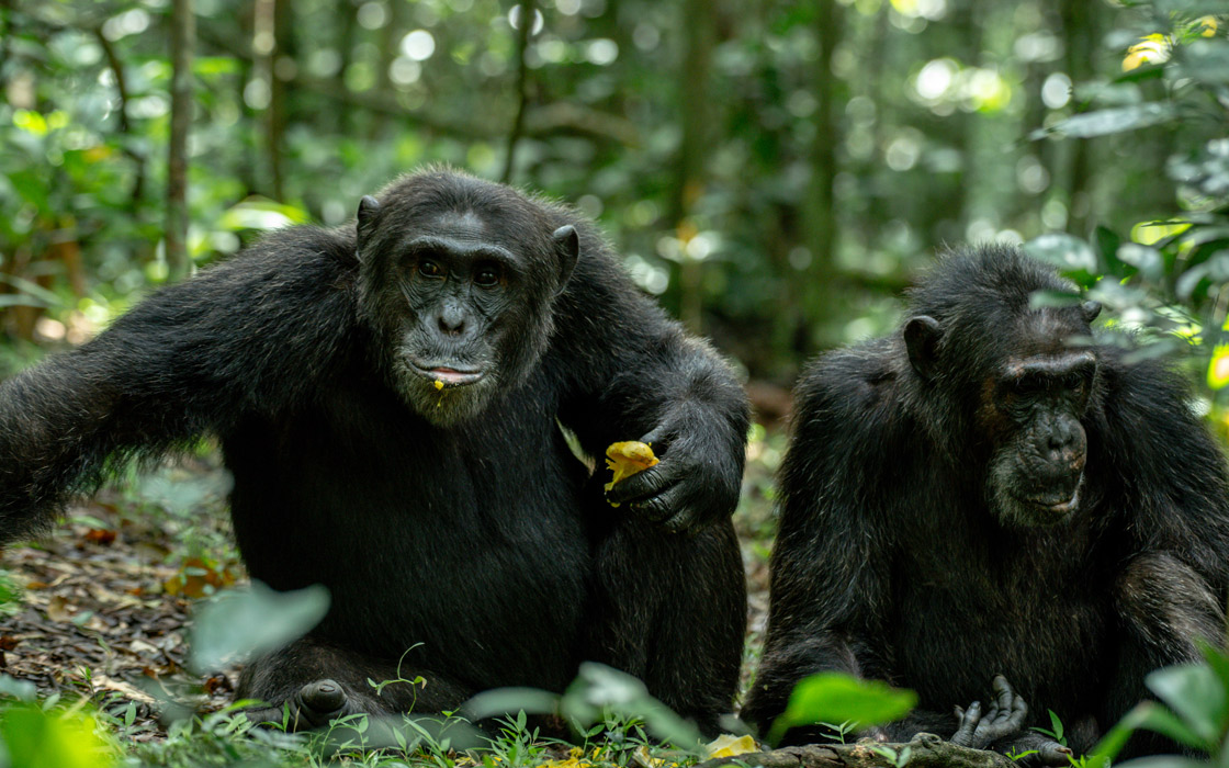 Chimpanzee in Kibale National Park, Uganda.