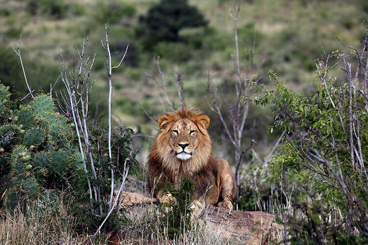 Lion resting in Loisaba conservancy