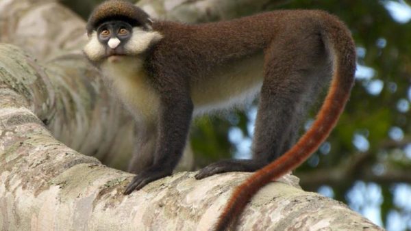 Red-tailed monkey in Kibale National Park