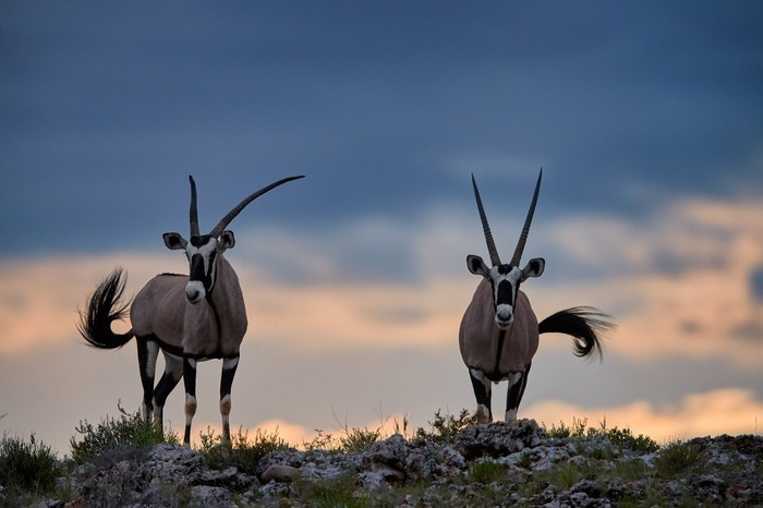 Gerenuk browsing on acacia shrubs in the semi-arid landscape of Malka Mari National Park