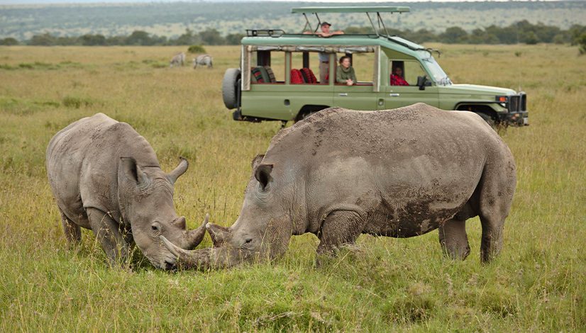 Northern white rhino grazing at Ol Pejeta Conservancy, Kenya.