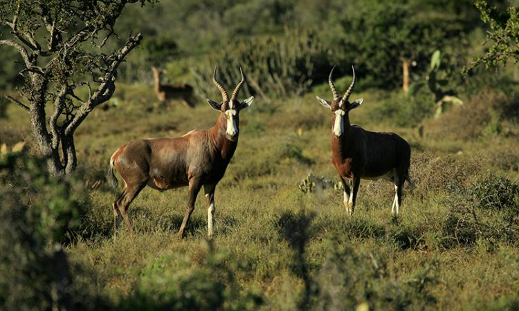 Bushbuck grazing near the swampy edge at Saiwa Swamp National Park
