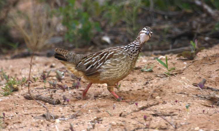 bird life in saiwa national park