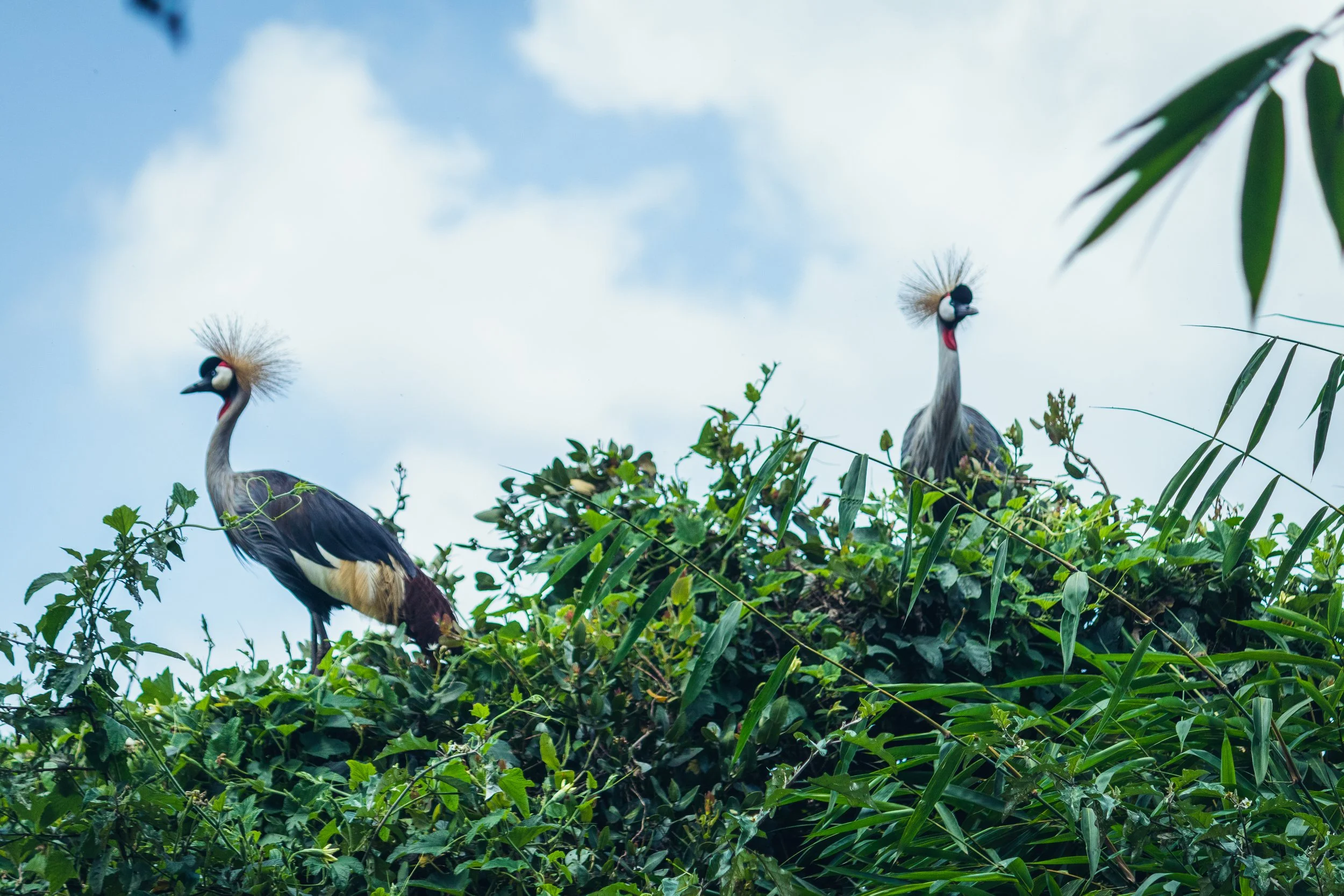 perched on a reed at Saiwa Swamp National Park.