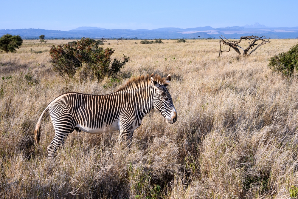 Grevy’s zebras grazing near Lake Turkana in Sibiloi National Park