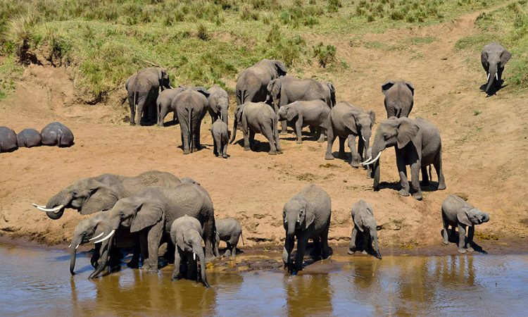 Elephants drinking water at Tarangire River in Tarangire National Park