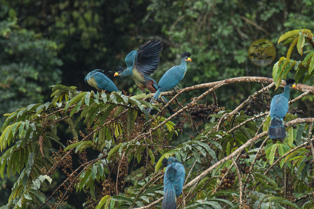 Colorful bird perched on a tree branch in Kibale Fores