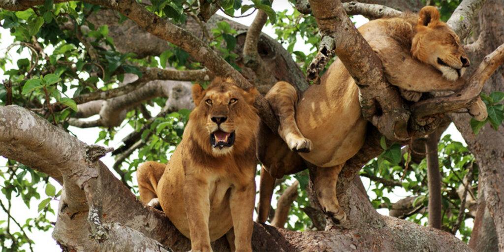 Tree-climbing lion in Ishasha, Queen Elizabeth National Park