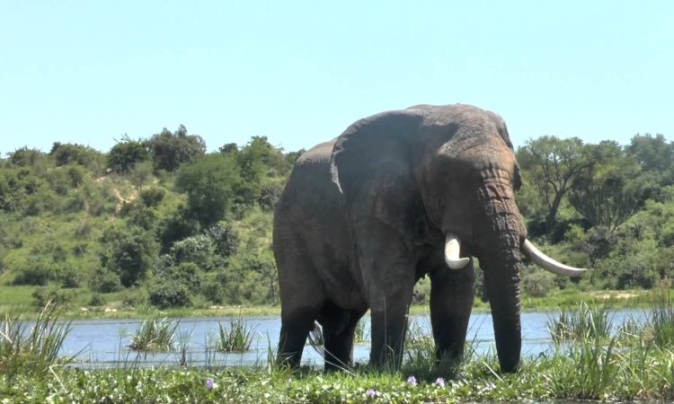 Elephants Large herds of elephants gracefully roam the park’s vast savannahs and lush riverbanks, particularly along the mighty Nile River, where they can often be seen bathing, drinking, and socializing in family groups.