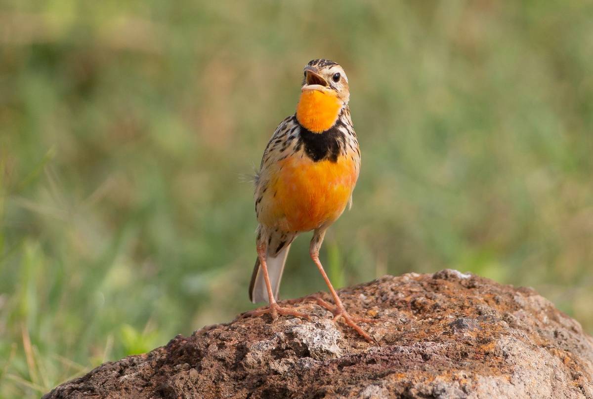 bird watching in Masai Mara national reserve Kenya safari with cross wild safaris in Kenya 