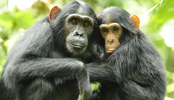 Chimpanzee in Budongo Forest near Murchison Falls National Park.