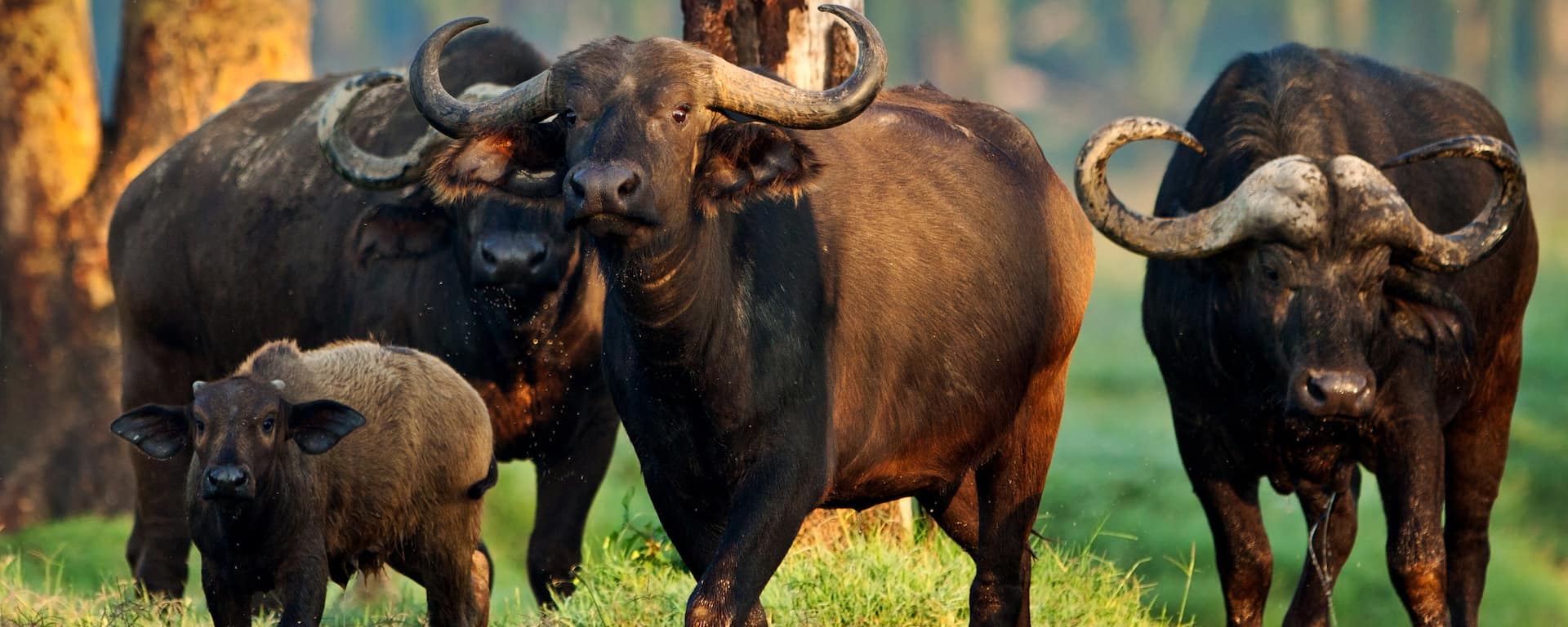 buffalos in Oldonyo Sabuk with cross wild safaris in Kenya