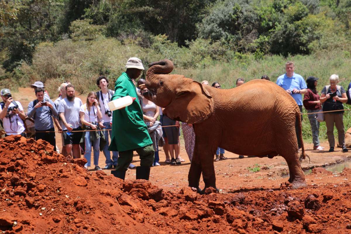 Baby elephants playing with visitors at David Sheldrick Wildlife Trust in Nairobi