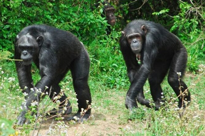Rescued chimpanzee relaxing at Sweetwaters Sanctuary.