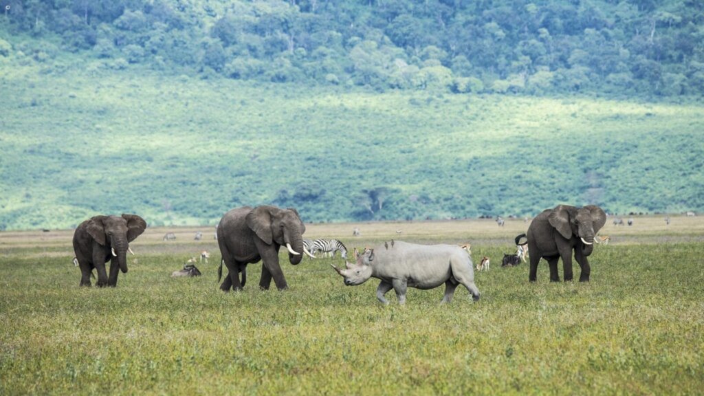 African elephants grazing in Ngorongoro Crater, Tanzania