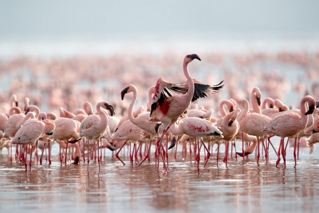 lake bogoria national reserve flamingos