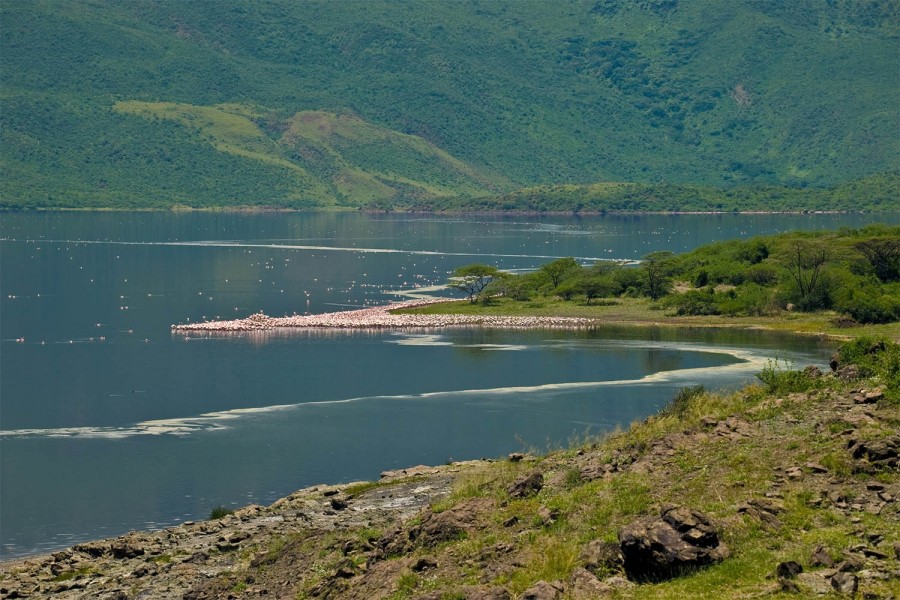 Lake Bogoria national reserve vs lake Nakuru national park with cross wild safaris