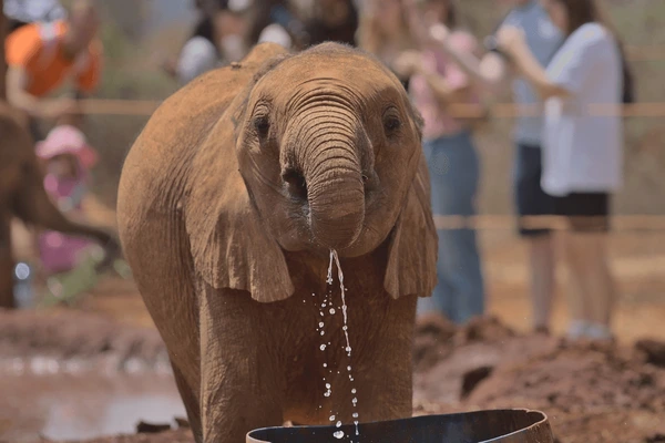 Baby elephants playing at David Sheldrick Wildlife Trust in Nairobi WITH CROSS WILD SAFARIS