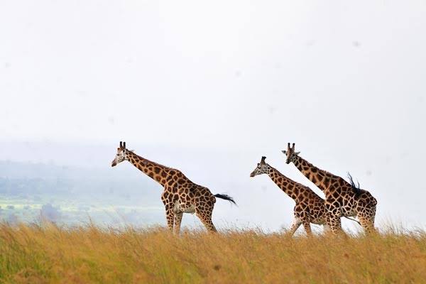 These iconic grazers are commonly seen roaming the park’s open savannahs and woodland edges