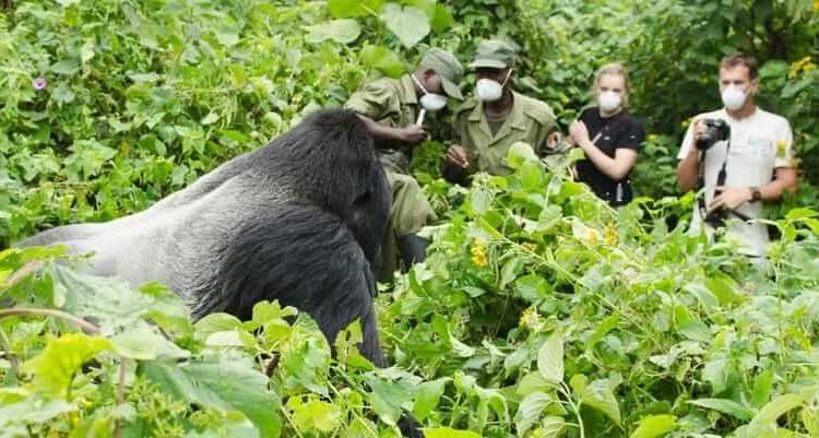 Tourists trekking to see mountain gorillas in dry season Bwindi Forest.