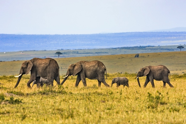 African elephant grazing in Serengeti National Park