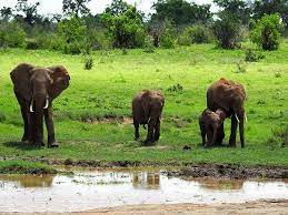 Green Kenyan savanna landscape after the rain, with acacia trees and elephants grazing)