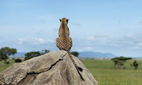 Mara North conservancy with cross wild safaris