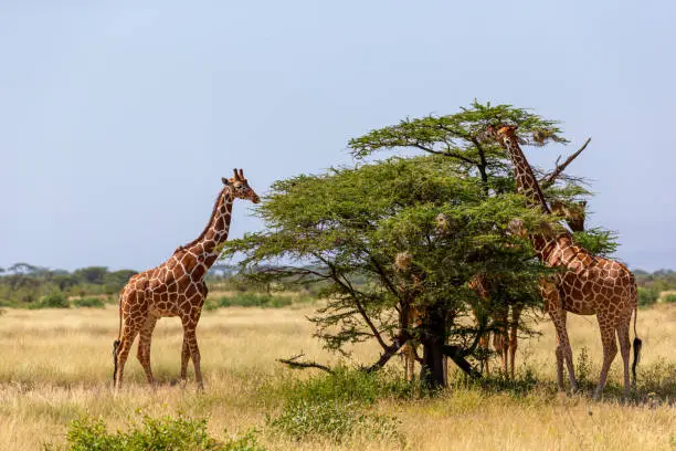 giraffe in ruma national park