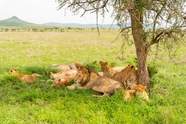 lions in ruma national park
