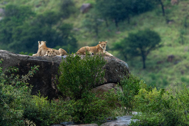 Lion resting on a kopje in Serengeti National Park, Tanzania.