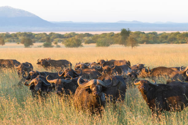 Herd of African buffalo grazing in Serengeti National Park.”