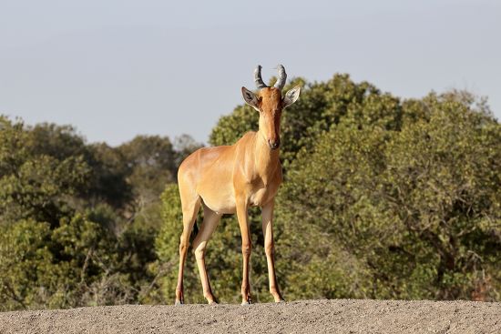Jackson’s hartebeest In Ol Pejeta conservancy