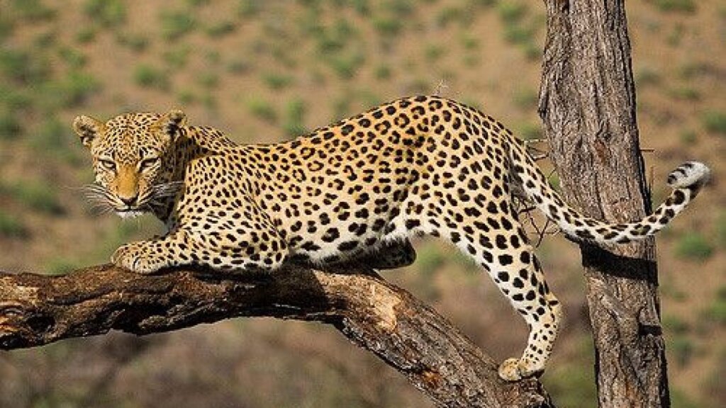 Leopard resting on a tree branch in Serengeti National Park