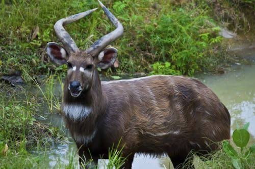 Sitatunga antelope in Saiwa Swamp National Park, Kenya.