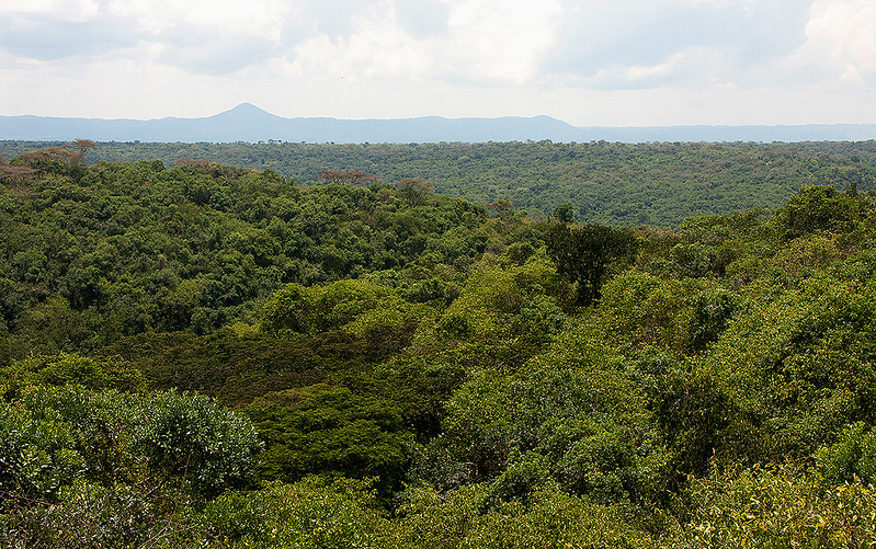 Dense Maramagambo Forest in Queen Elizabeth National Park.