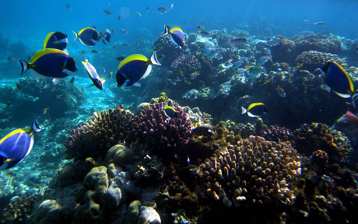 Vibrant coral reef with tropical fish at Mombasa Marine National Park