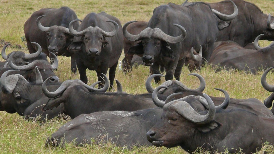 buffalos in mwea national reserve