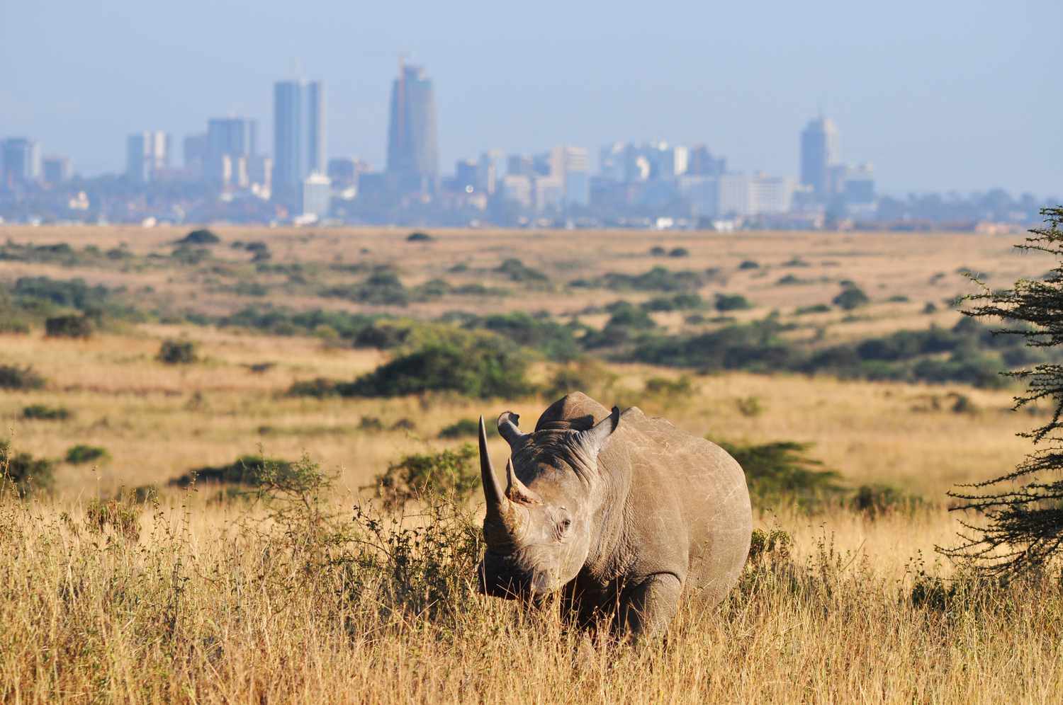 Nairobi city tour safari with cross wild safaris in Nairobi national park in Kenya
