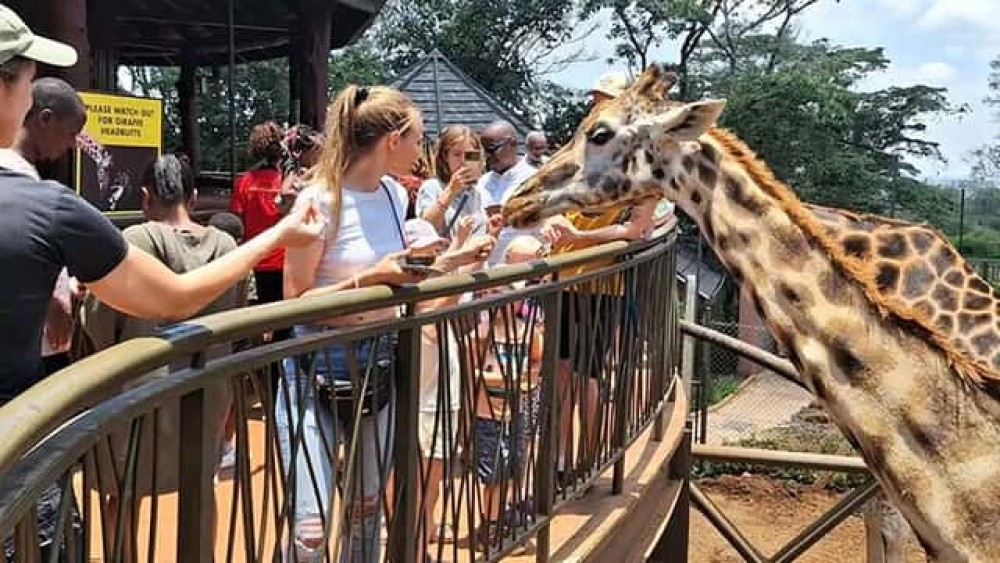Giraffe walking near the boardwalk at Nairobi Safari Walk